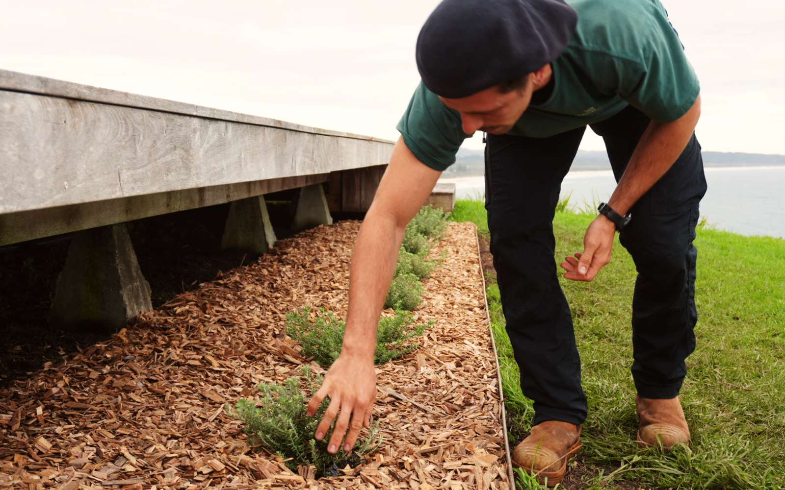 Justo planting coastal natives beside a timber deck on the headland, ocean behind