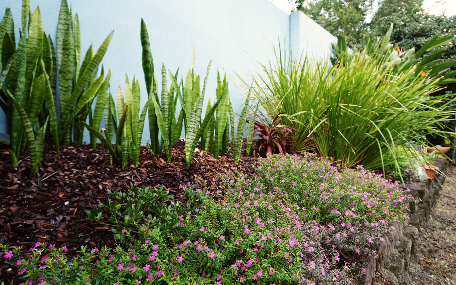 Planting natives into a fresh mulched bed beside a timber deck, ocean beyond