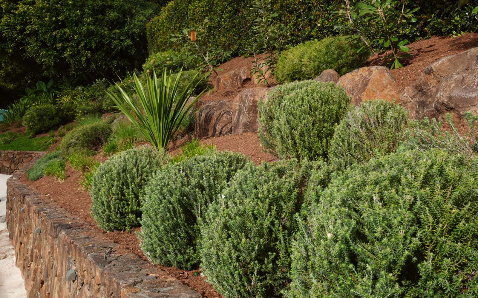 Westringia and rosemary balls on mulched terraces above a stone retaining wall