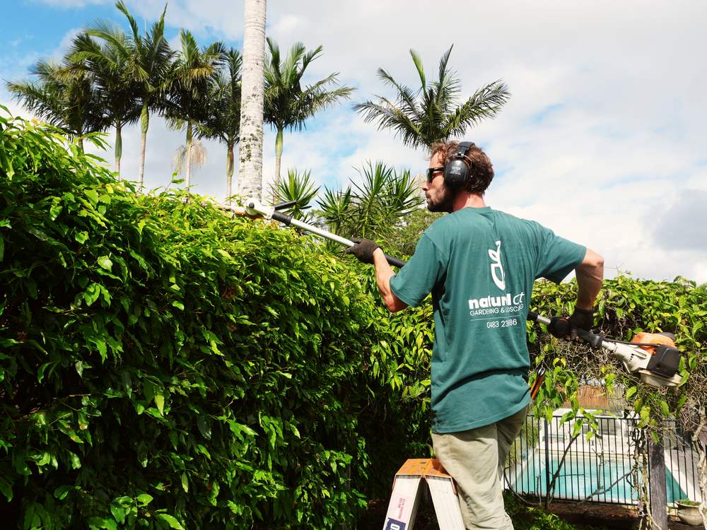 Justo trimming a tall hedge to form with a pole hedger, palms behind